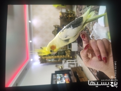 عروس هلندی در گروه سایر گروه ها گمشده و پیدا شده